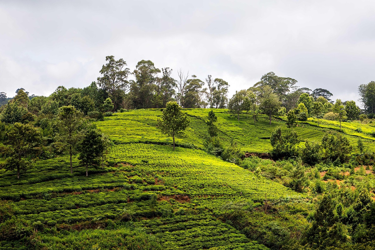 Bangalore to Ooty