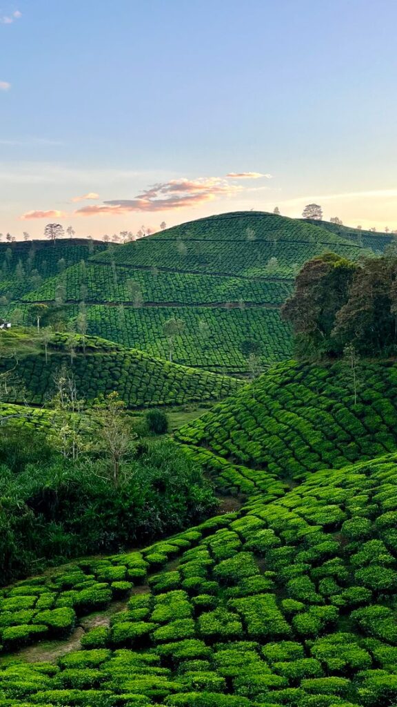 ooty